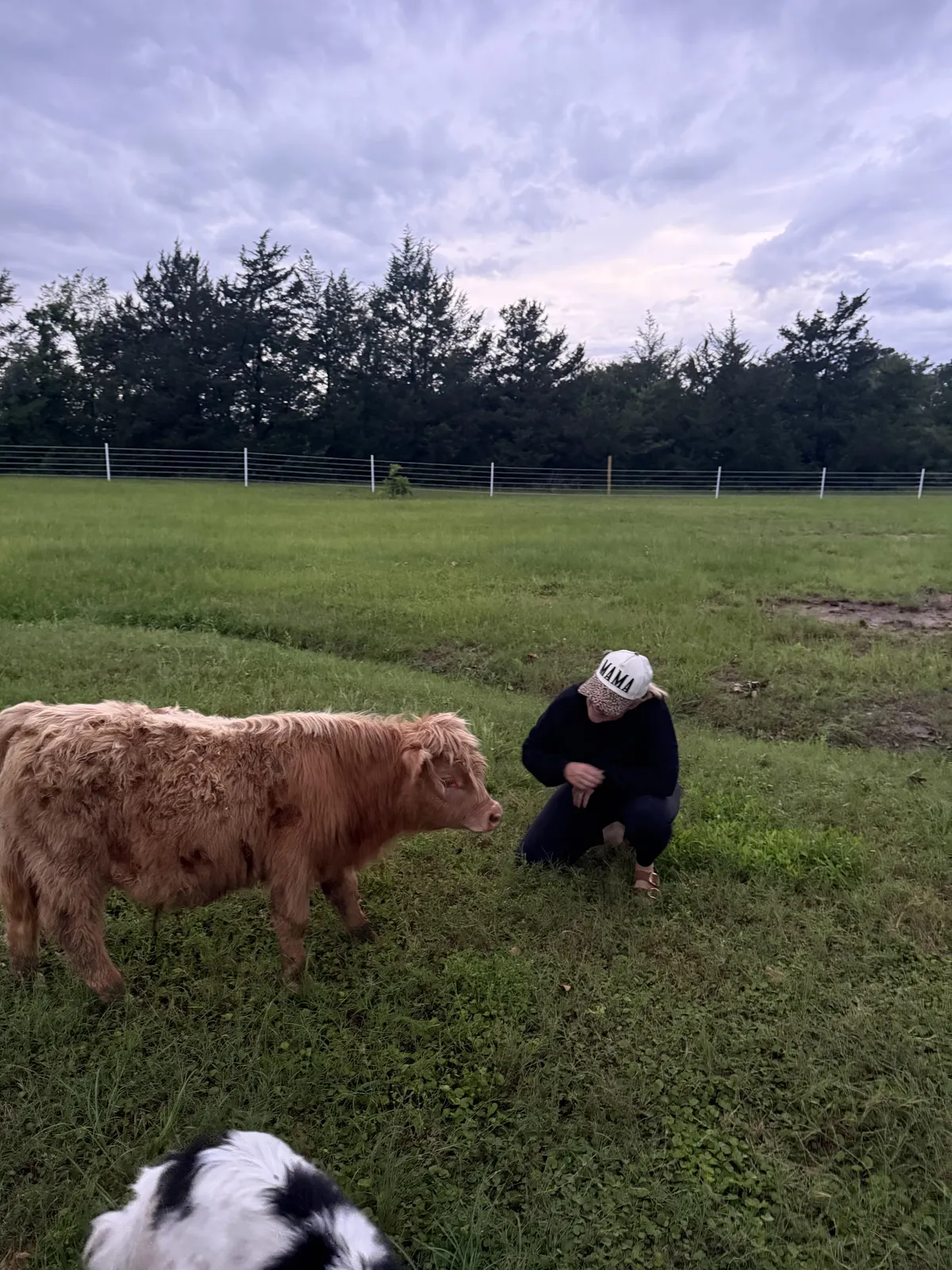 A photo session with the Highland cattle
